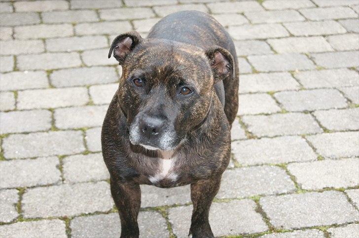 Staffordshire bull terrier aya billede 20