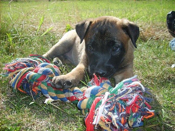 Malinois Malthe (Søholm's Funny Boy) billede 13