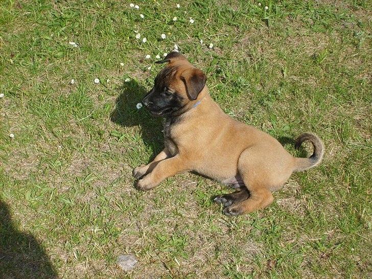 Malinois Malthe (Søholm's Funny Boy) billede 14