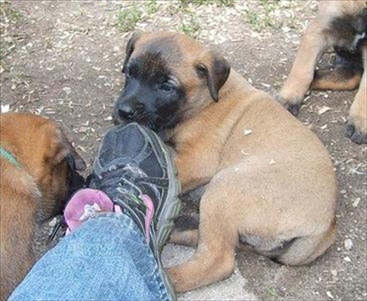 Malinois Malthe (Søholm's Funny Boy) billede 15