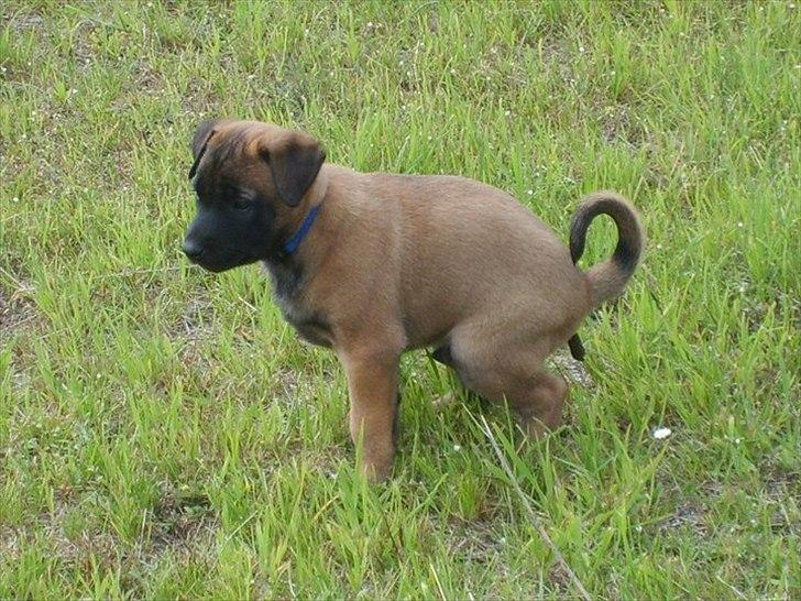 Malinois Malthe (Søholm's Funny Boy) billede 16