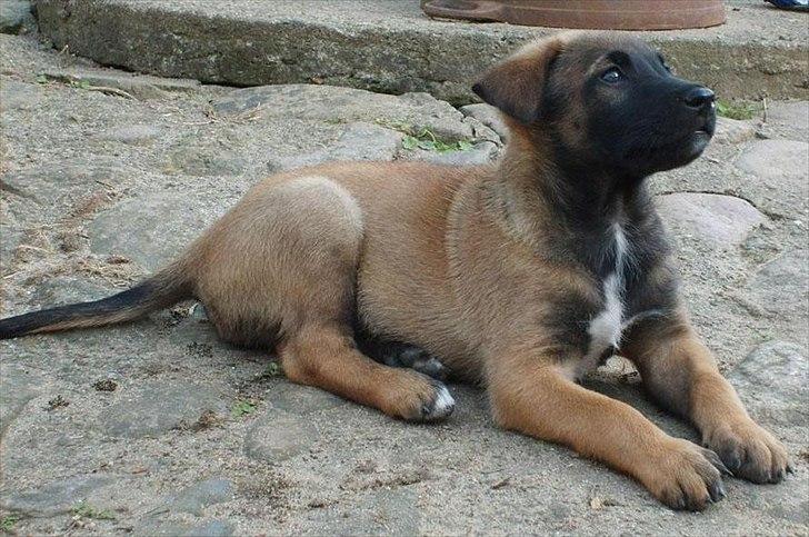 Malinois Daffy billede 5