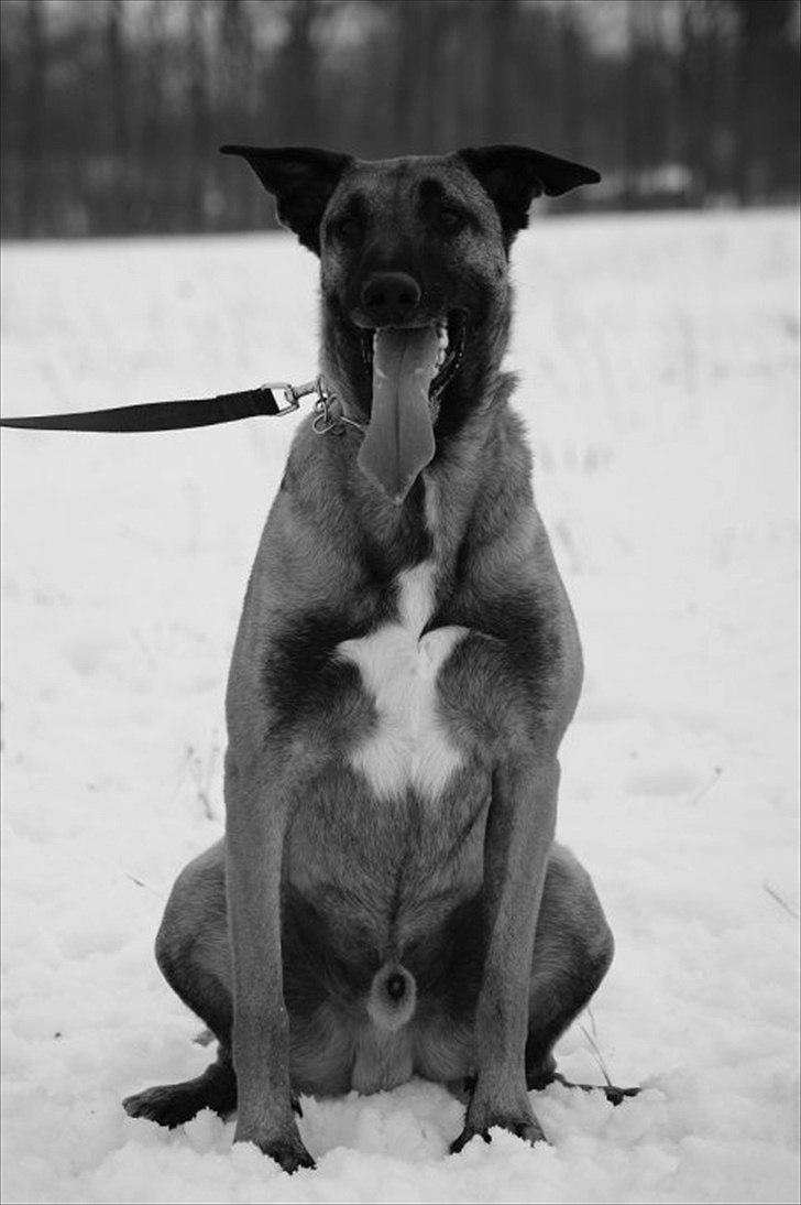 Malinois Daffy billede 2