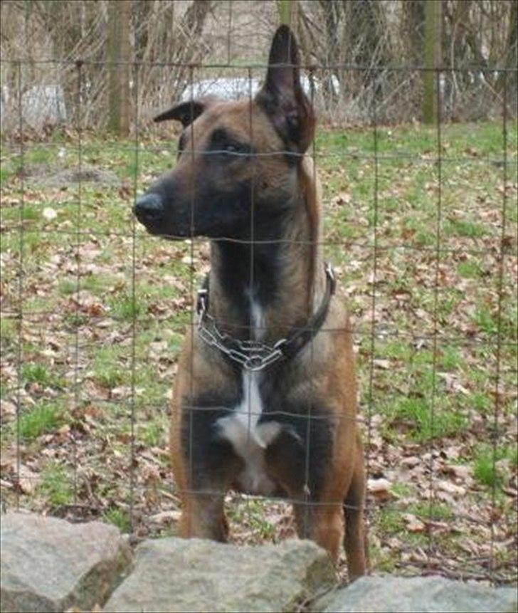 Malinois Daffy billede 3