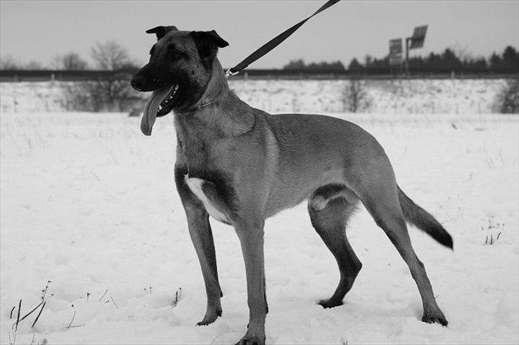 Malinois Daffy billede 1