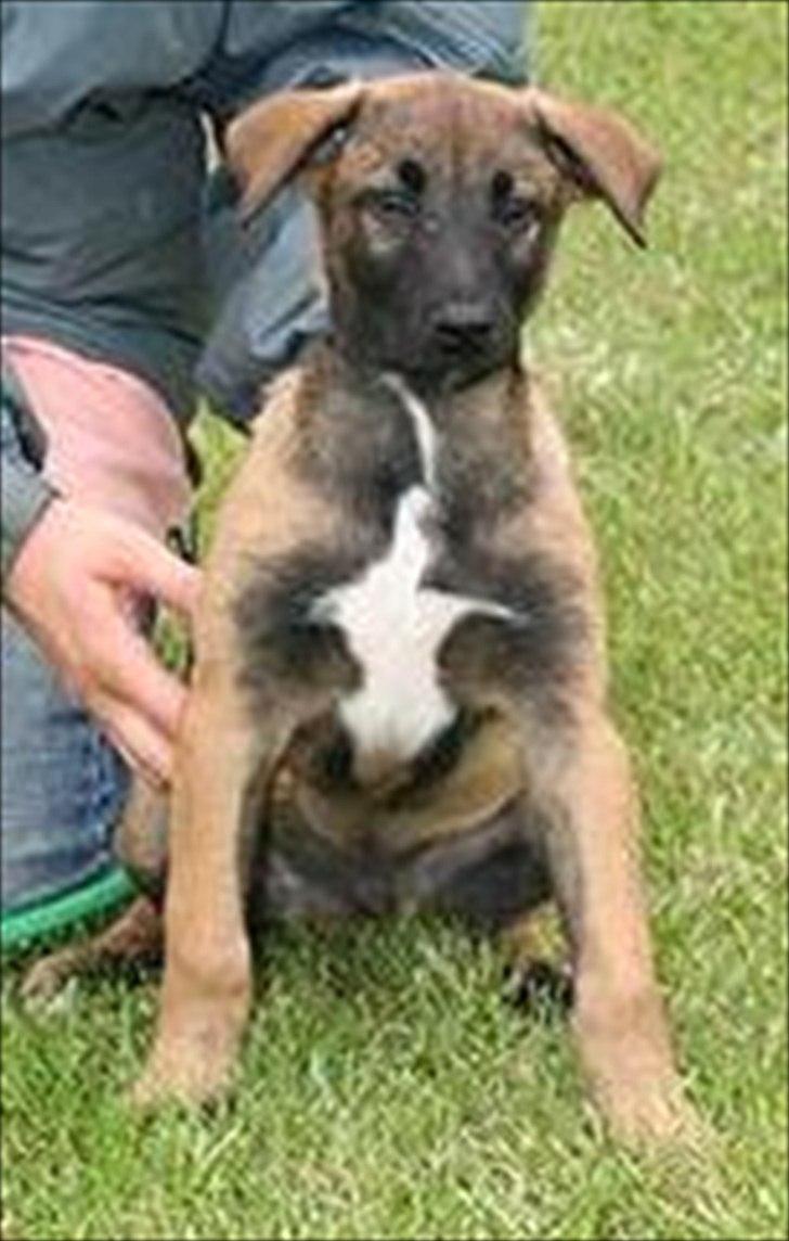 Malinois Daffy billede 4
