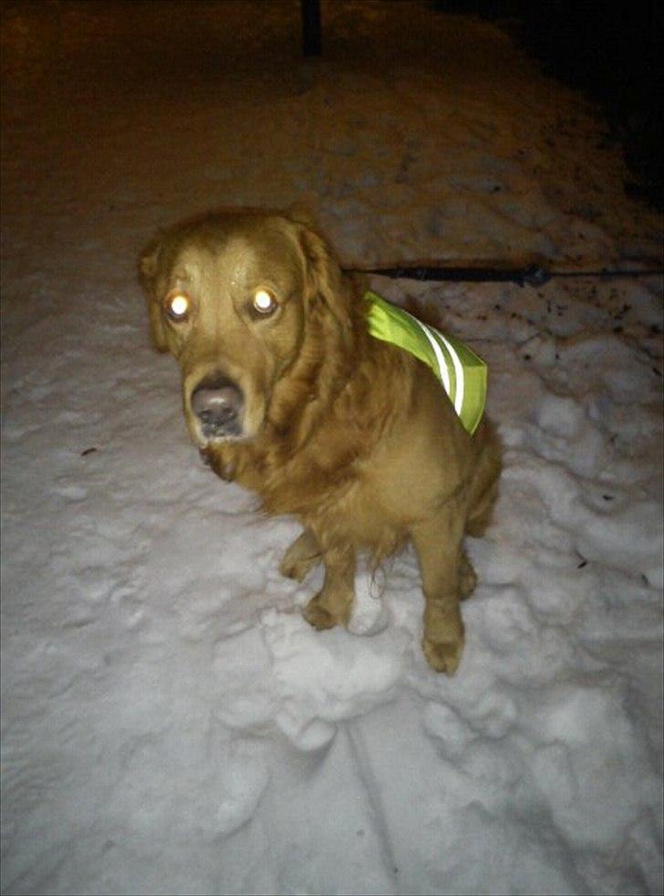 Golden retriever Kenzo <3 Mindrøm<3 billede 13