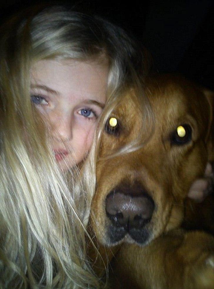 Golden retriever Kenzo <3 Mindrøm<3 billede 14