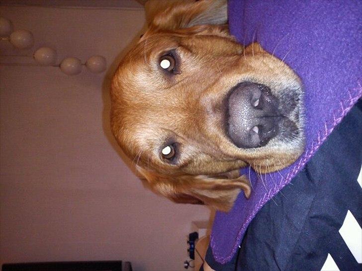 Golden retriever Kenzo <3 Mindrøm<3 billede 15