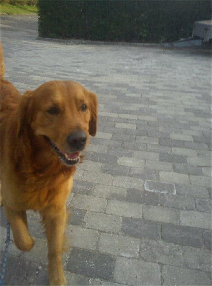 Golden retriever Kenzo <3 Mindrøm<3 billede 16
