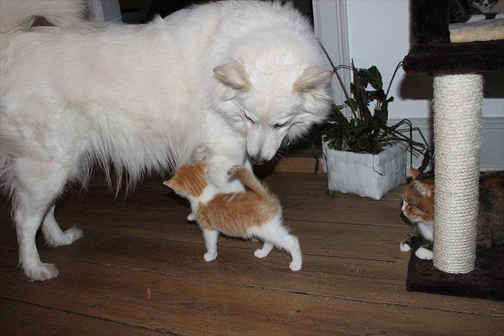 Samojedhund O's Snebold <3  billede 10