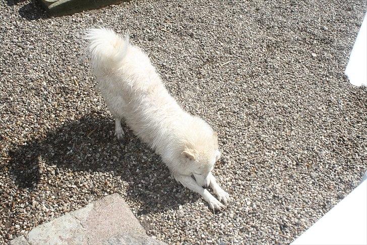 Samojedhund O's Snebold <3  billede 11