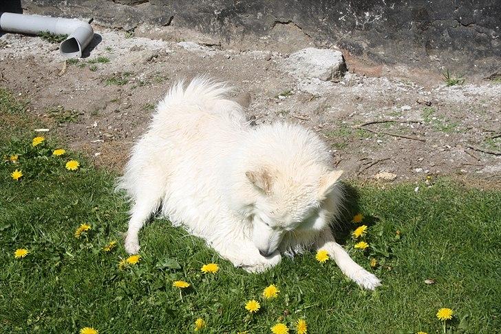 Samojedhund O's Snebold <3  - Når man har været i bad, vasker man sig lige selv bagefter! (Foto: Katrine Olsen) billede 1