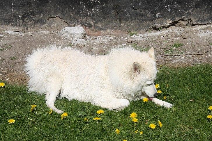 Samojedhund O's Snebold <3  - Når man har været i bad, vasker man sig lige selv bagefter! (Foto: Katrine Olsen) billede 2