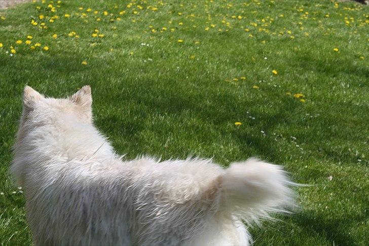 Samojedhund O's Snebold <3  - Når enden er god er altid godt! :-D (Foto: Katrine Olsen) billede 12