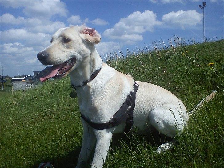 Labrador retriever emma billede 3