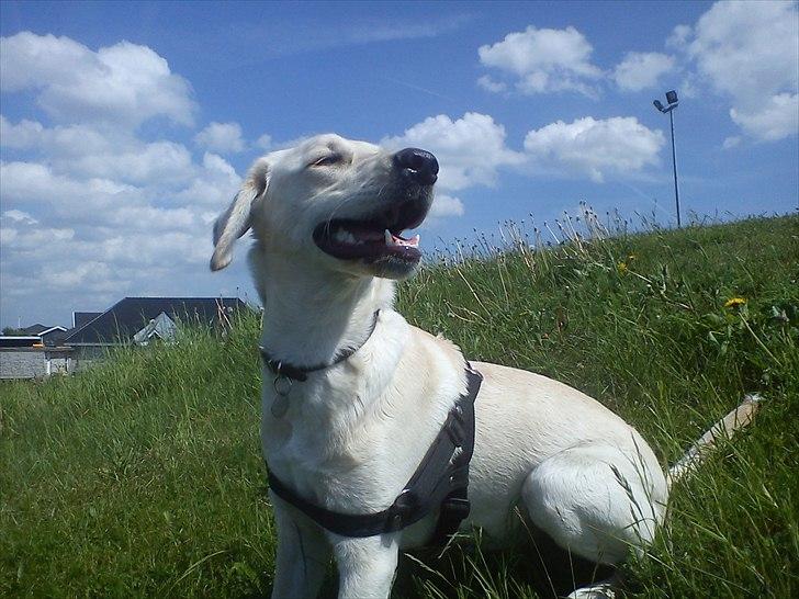 Labrador retriever emma billede 4