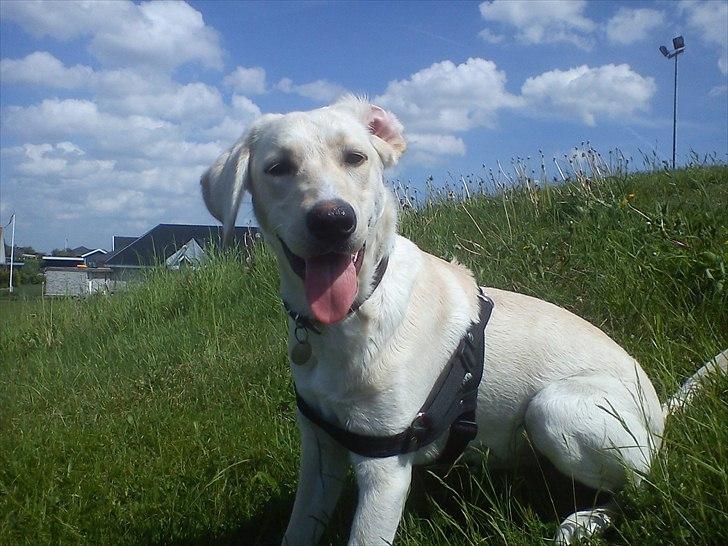 Labrador retriever emma billede 5