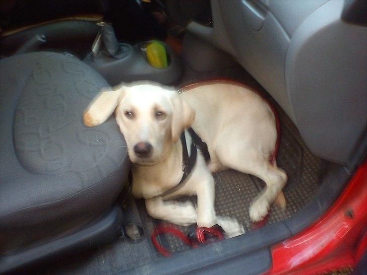 Labrador retriever emma billede 7