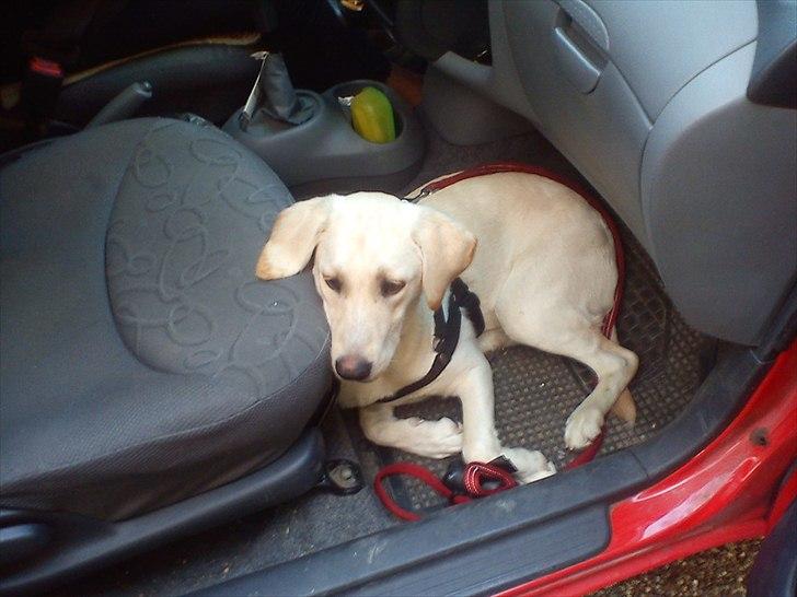 Labrador retriever emma billede 8