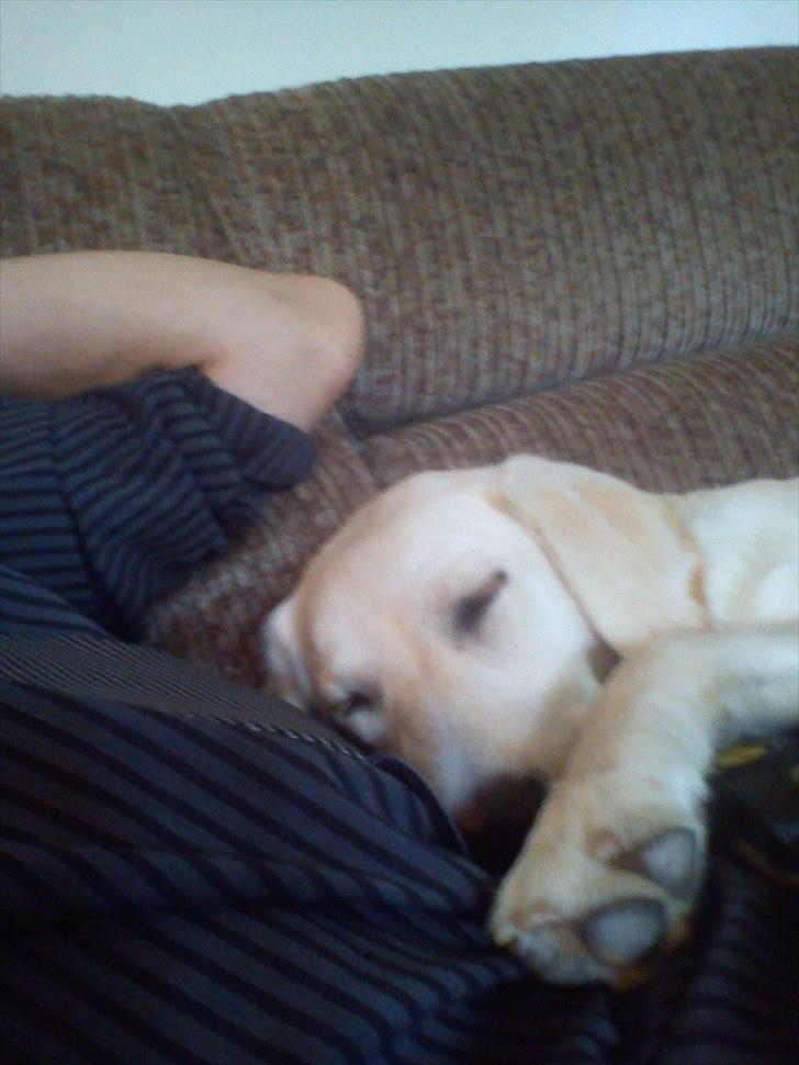 Labrador retriever emma billede 9