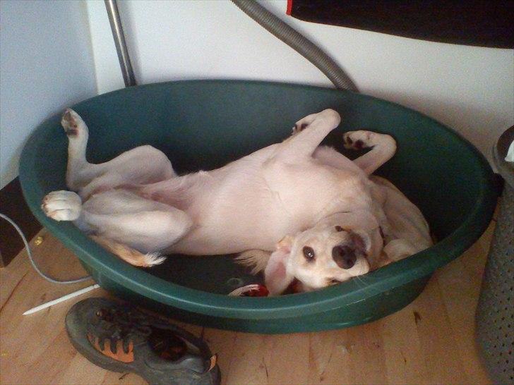 Labrador retriever emma billede 10