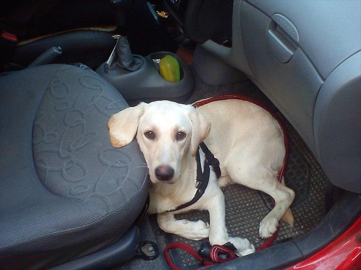 Labrador retriever emma billede 11