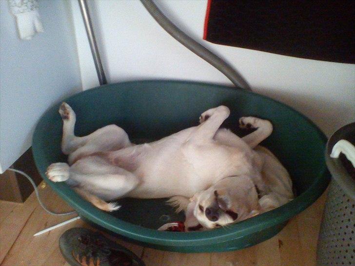 Labrador retriever emma - jeg er ikke tosse men jeg liner bare min ejer når han sover  billede 12