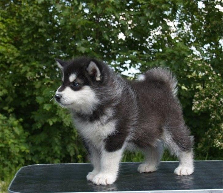 Alaskan malamute Czariks Koczmo (Luke)  - 7 uger. billede 2
