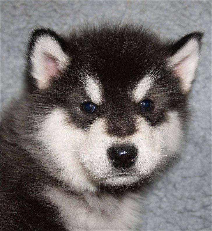 Alaskan malamute Czariks Koczmo (Luke)  billede 1