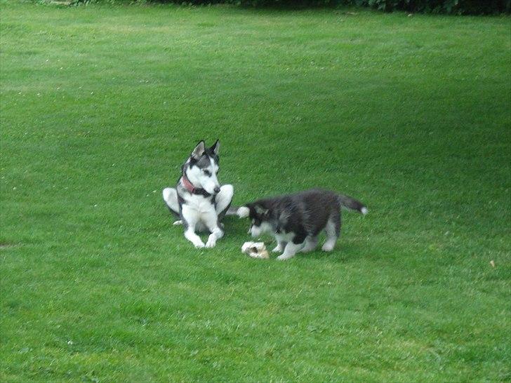 Alaskan malamute Czariks Koczmo (Luke)  billede 3