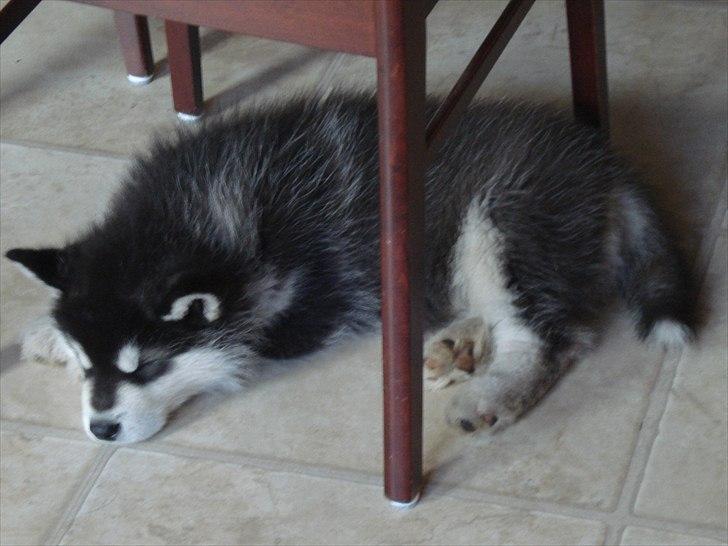 Alaskan malamute Czariks Koczmo (Luke)  billede 5