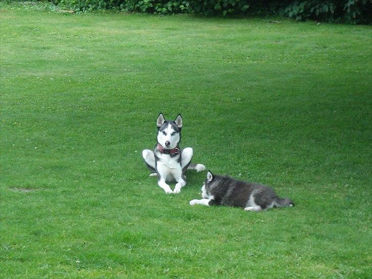 Alaskan malamute Czariks Koczmo (Luke)  billede 4