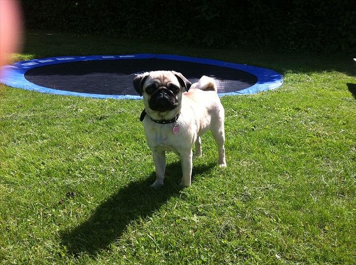 Mops Bailey billede 1