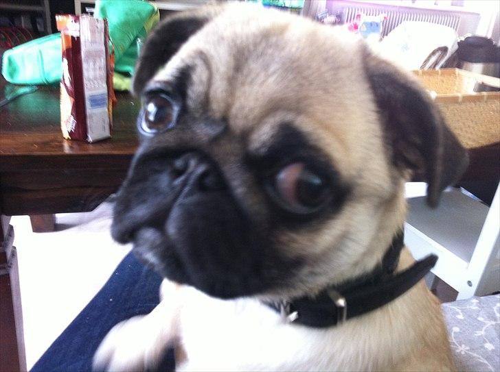 Mops Bailey billede 3