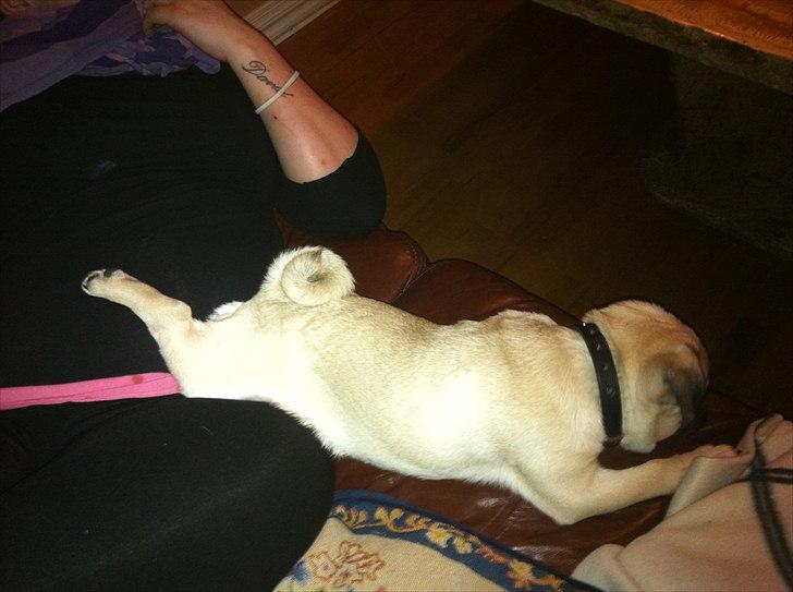 Mops Bailey - Putter lidt sjovt sammen med Mor:) billede 4