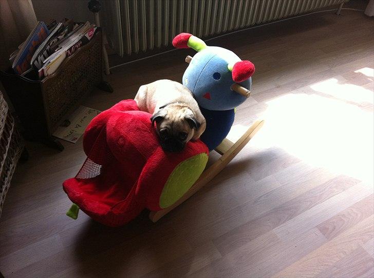 Mops Bailey - Intet bedre end at putte på Davids gyngelarve:) billede 5