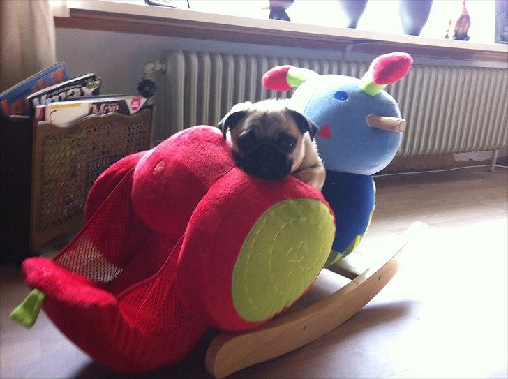 Mops Bailey billede 6