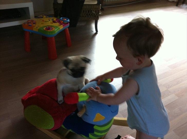 Mops Bailey billede 7