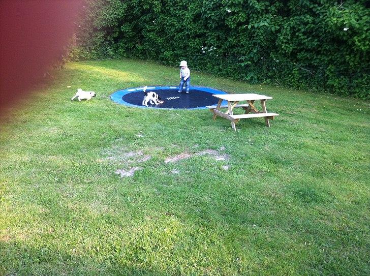 Mops Bailey - På vej på trampolin med David og Stella:) billede 8