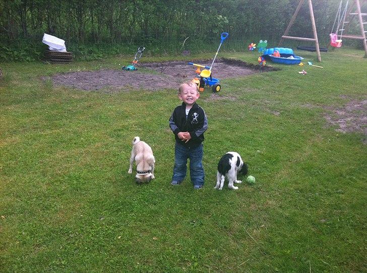 Mops Bailey billede 9