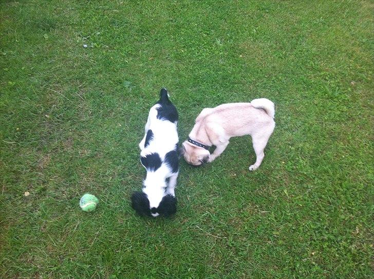 Mops Bailey billede 10