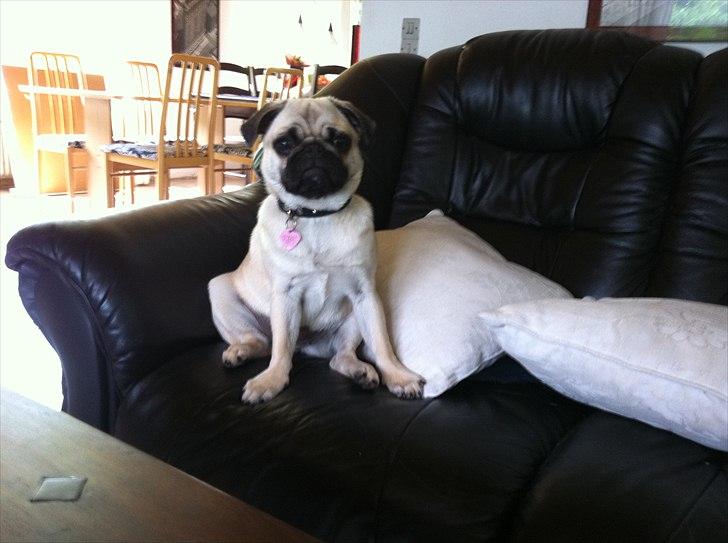 Mops Bailey billede 11