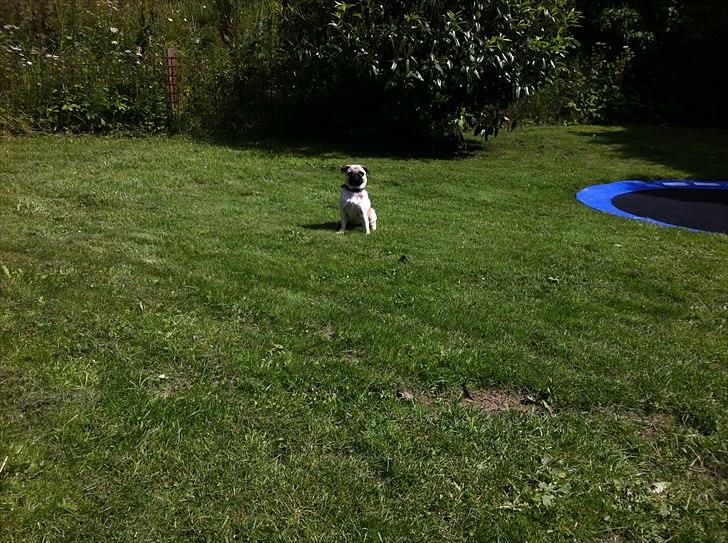 Mops Bailey billede 12