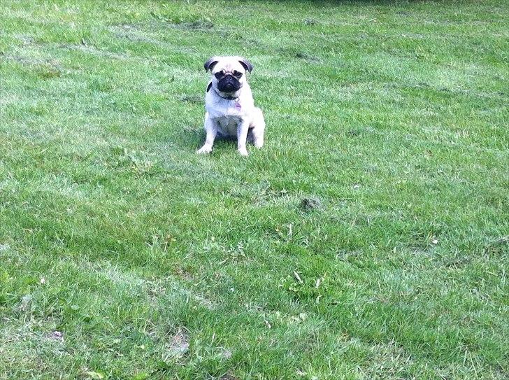 Mops Bailey billede 13