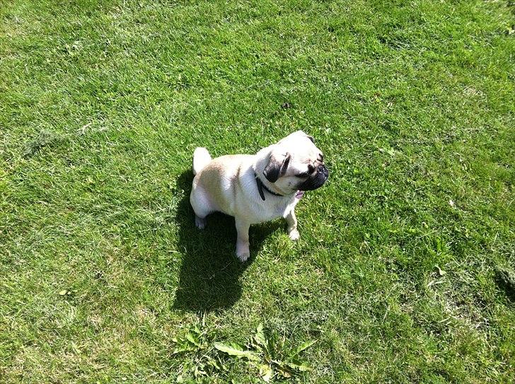 Mops Bailey billede 14