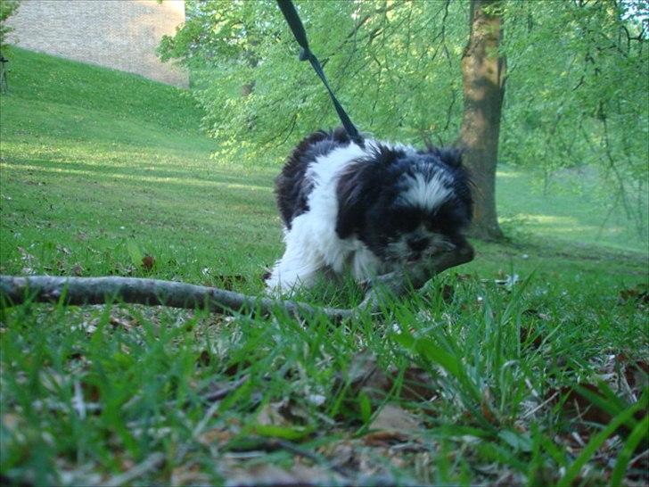 Shih tzu Louie /Dexter billede 2
