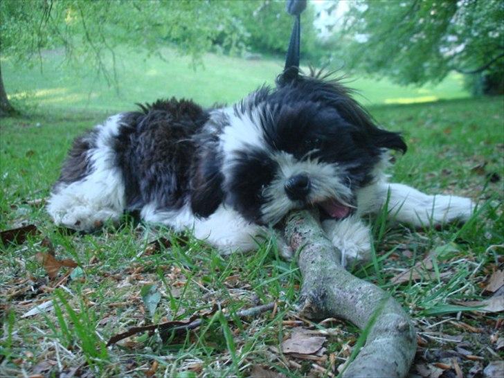Shih tzu Louie /Dexter billede 3