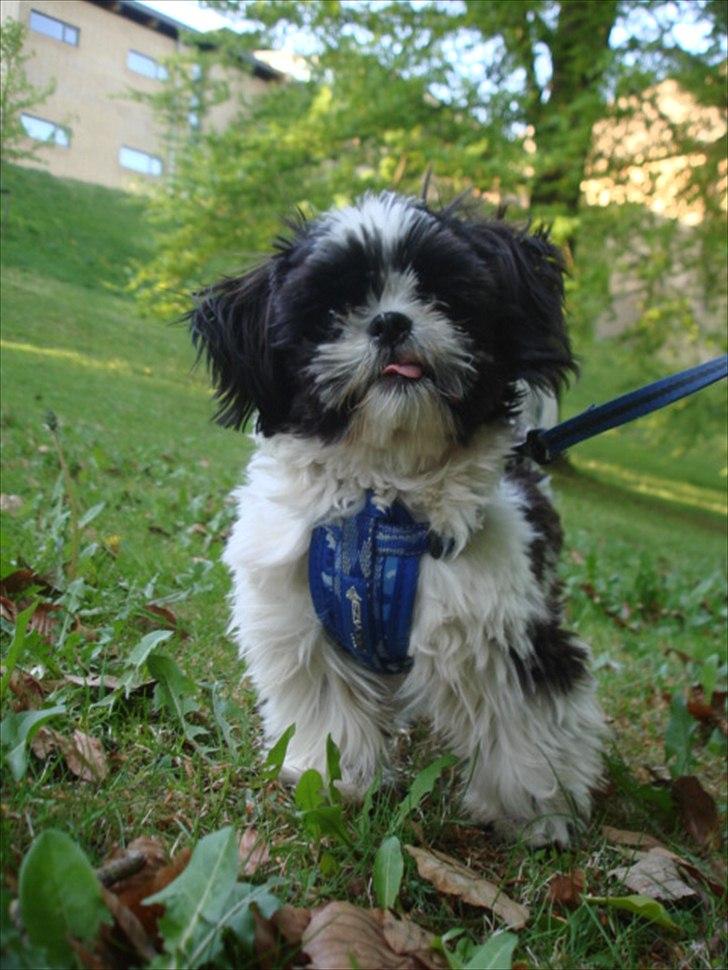 Shih tzu Louie /Dexter billede 4