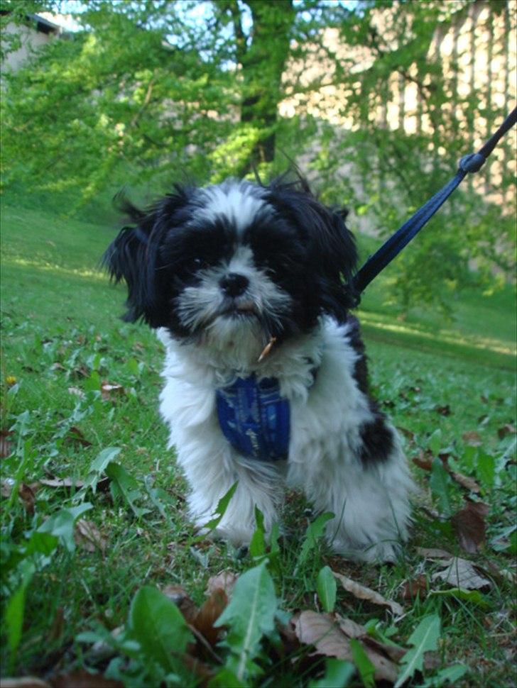 Shih tzu Louie /Dexter billede 5